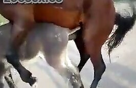 Dog Fuck Girl