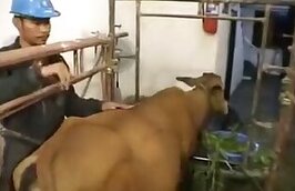 ZOO Porn and Animal sex video